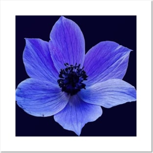 Blue Lilac Anemone Wildflower Vector Cut Out Posters and Art